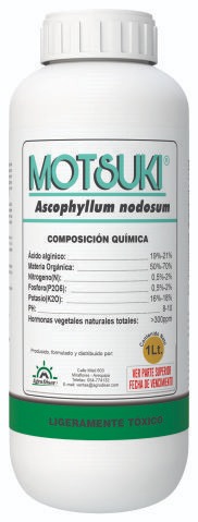 Motsuki