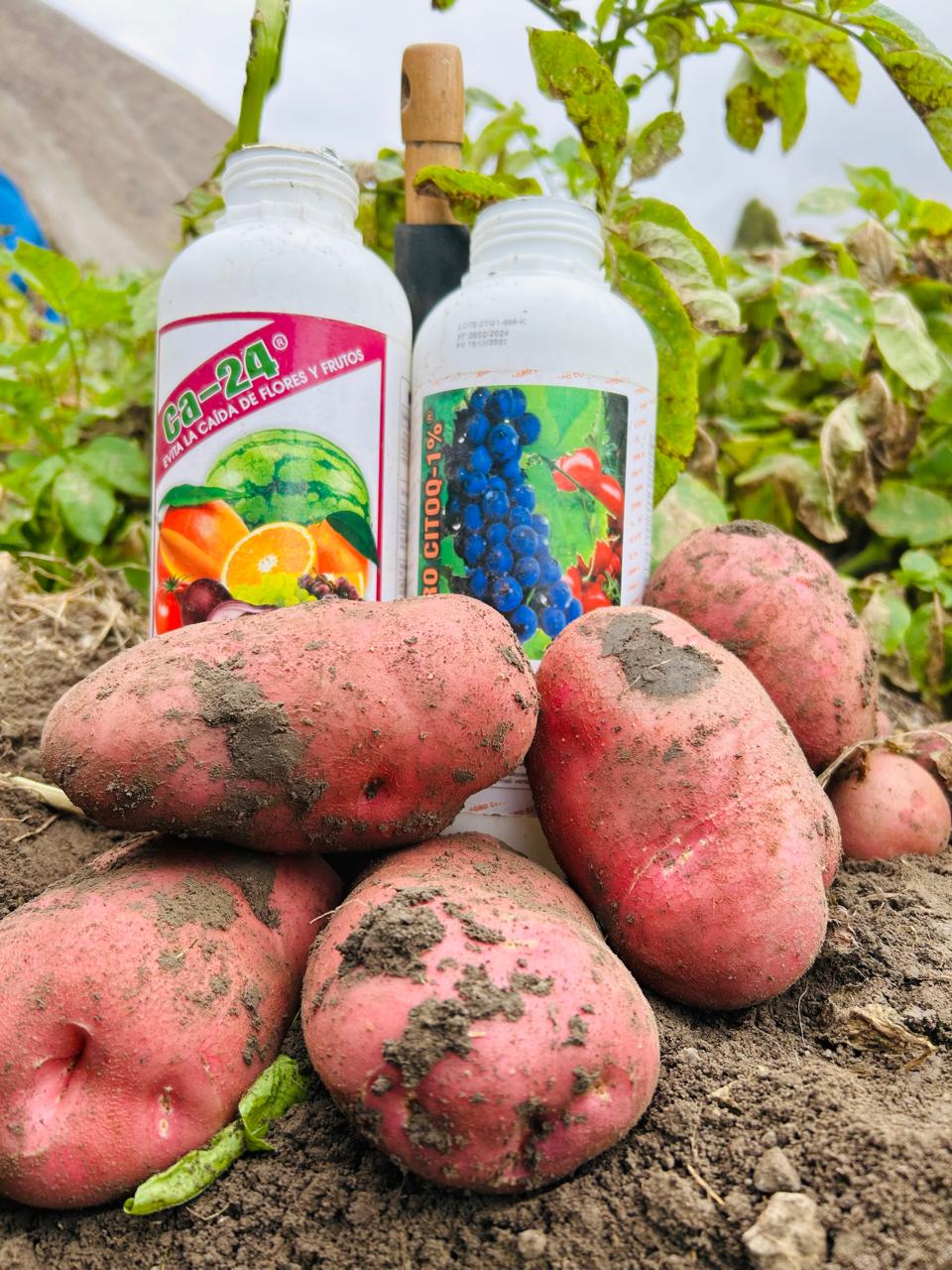 Cultivo